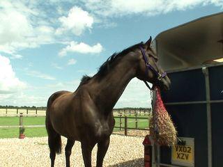 Busige Brünette gibt einen geilen Blowjob vorm ficken